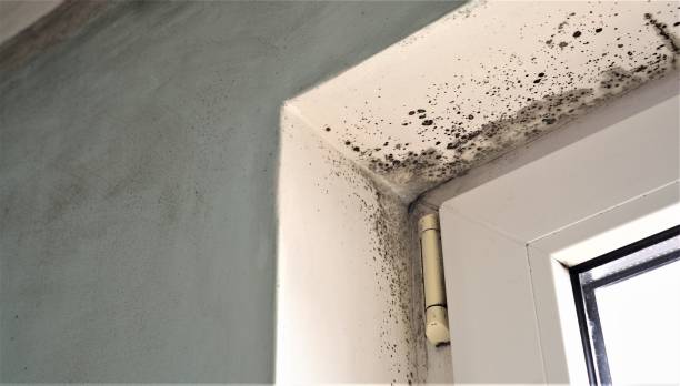 Best HVAC Mold Inspection and Cleaning  in Calhoun, GA