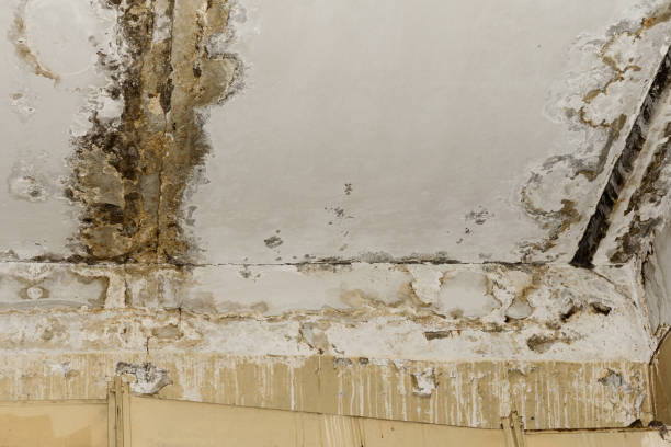 Dehumidification Services in Calhoun, GA