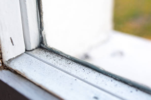 Best Mold Odor Removal Services  in Calhoun, GA