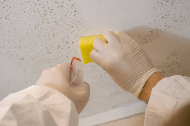 Best Mold Remediation for Healthcare Facilities  in Calhoun, GA