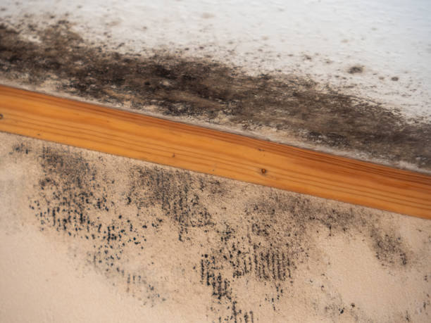 Best Attic Mold Removal  in Calhoun, GA