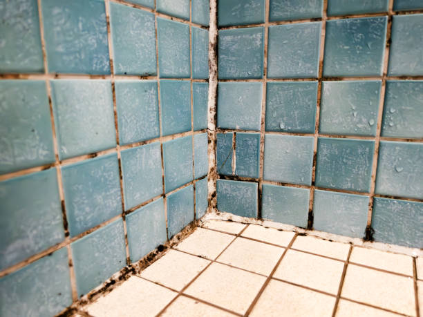 Best Mold Damage Restoration  in Calhoun, GA