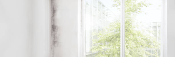 Mold Remediation for Vacation Homes in Calhoun, GA