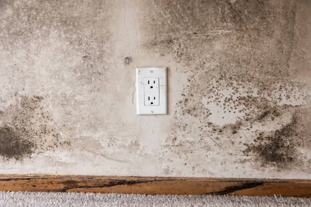 Professional Mold Removal in Calhoun, GA