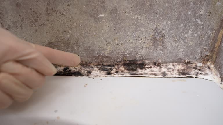 Best Post-Construction Mold Inspection  in Calhoun, GA