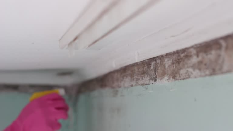 Best Emergency Mold Remediation  in Calhoun, GA