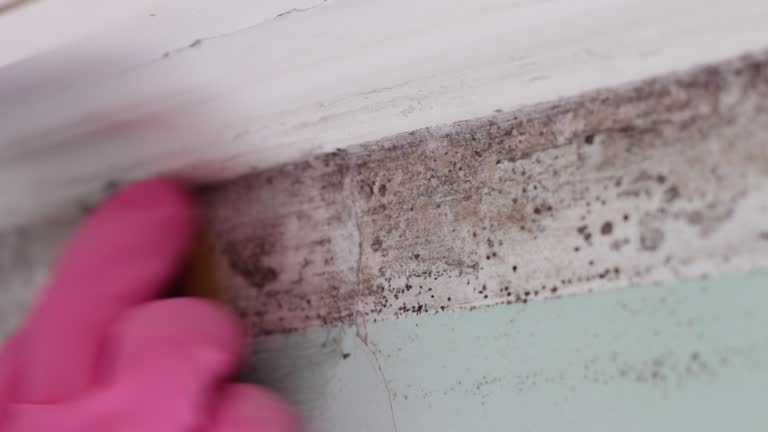Best Environmental Consulting for Mold Prevention  in Calhoun, GA